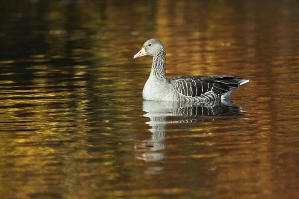 Greylag Goose - on lake - Autumn - Island of Texel - Holland