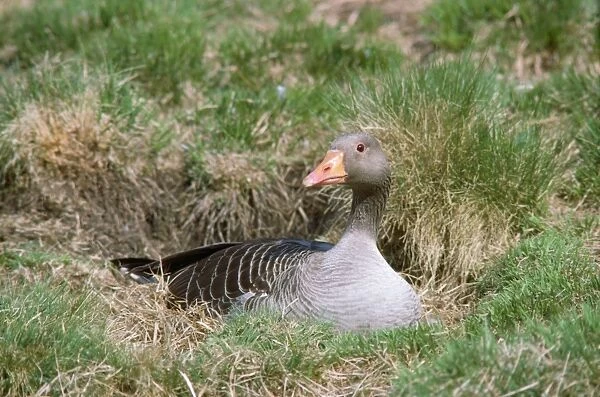 Greylag Goose - on nest