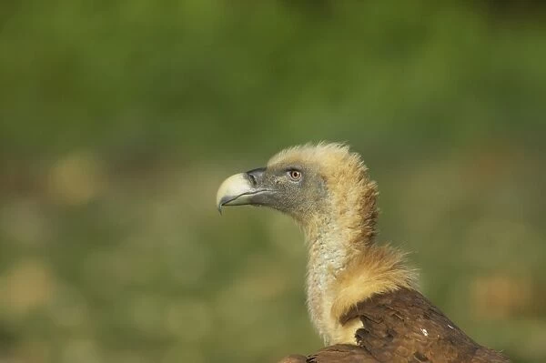 Griffon Vulture - Close up Gyps fulvus Segovia, Spain BI009034