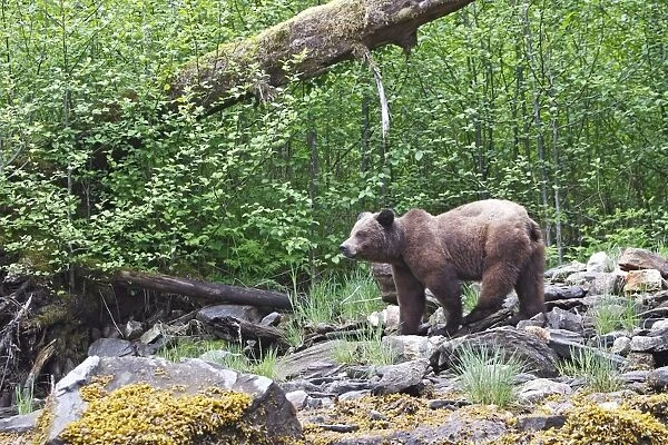 Grizzly Bear. Khuzemateen Grizzly Bear Sanctuary - British Colombia - Canada