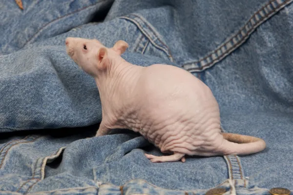 Hairless Rat