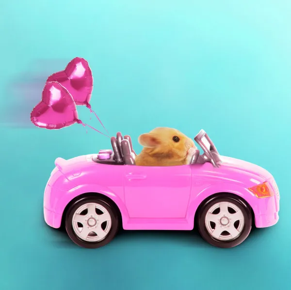 Hamster driving miniature sports convertible car with heart shaped balloons attached Digital Manipulation: car colour red to pink, background, balloons (JD)