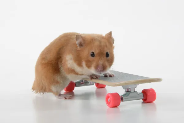 HAMSTER. Hamster on  /  with a scateboard, studio