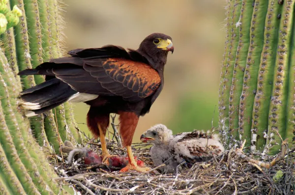 Harris's Hawk - on nest Sanguaro Desert, Arizona, USA