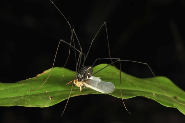 Harvestman  /  Daddy-long-legs - with it's prey a planthopper - Gunung Leuser National Park - Northern Sumatra - Indonesia