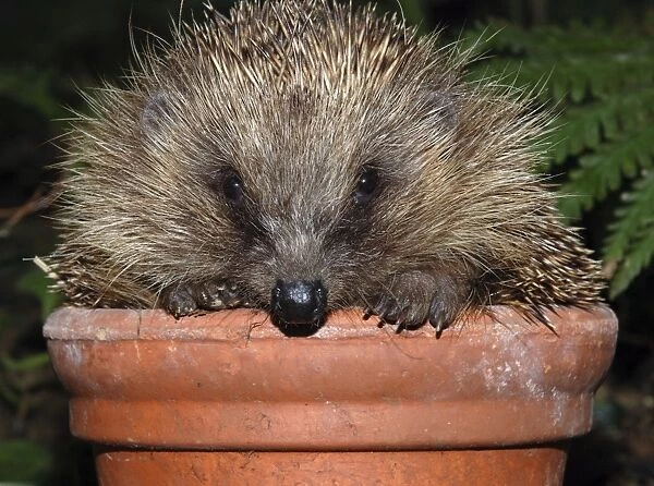 Hedgehog - in pot in garden. UK