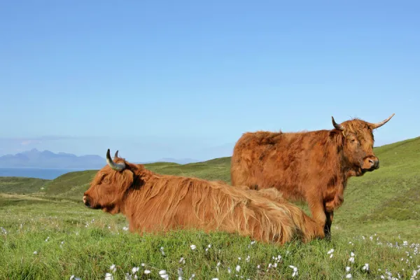 Highland Cattle two adults from which one is resting on moorland with jagged peaks of the Cuillin mountains in background Isle of Skye, Highlands, Scotland, UK