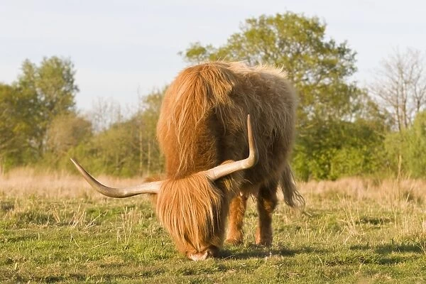 Highland Cattle - grazing on grass - Norfolk grazing marsh - UK