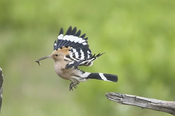 Hoopoe - taking off with food for young Upupa epops Hungary BI19876