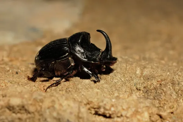 Framed Print of Horned Dung Beetle Print - Extremadura, Spain (USH-2877).  Framed Print from Ardea