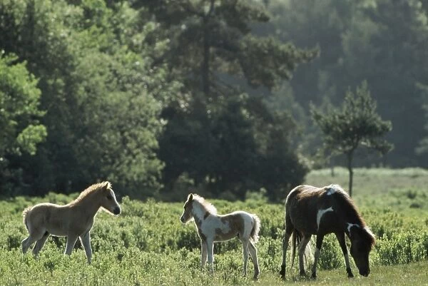 Horse - New Forest ponys - Lyndhurst - UK
