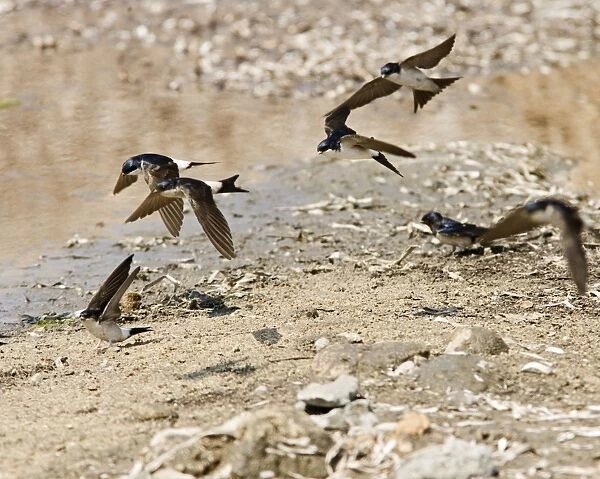 House Martins – In flight gathering nest material Cyprus 004164