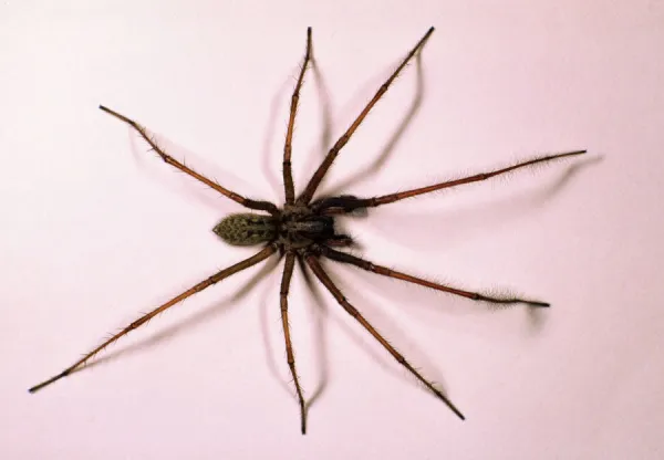 House Spider Big and hairy male on white background Reading house, UK