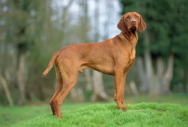 Hungarian Vizsla Dog