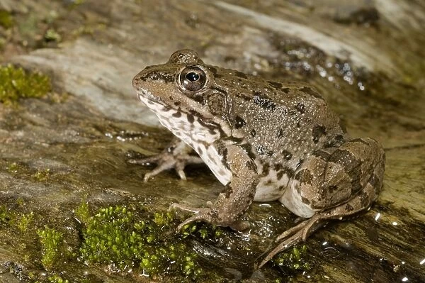Iberian Water Frog - Andalucia - Spain