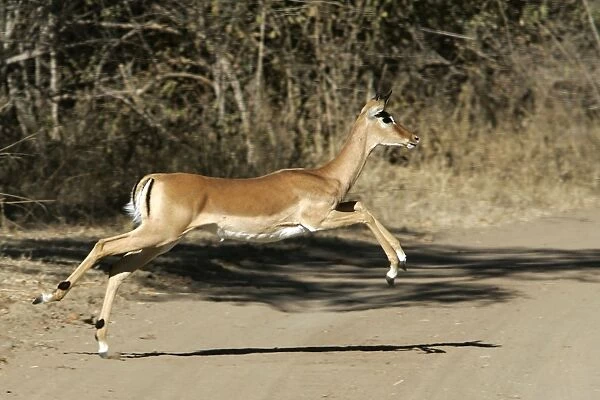 Impala - running across path. South Luangwa Valley National Park - Zambia - Africa