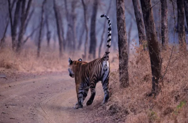 Indian  /  Bengal Tiger - spray marking India