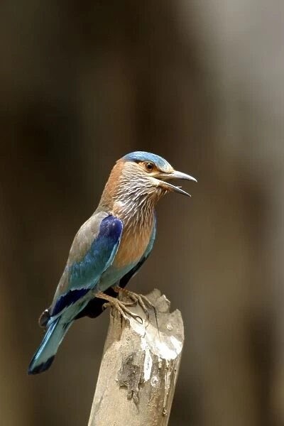 Indian Roller - calling from post. Bandhavgarh NP, India