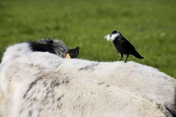 Jackdaw - on cow's back with beak full of cowhair to use as nest material