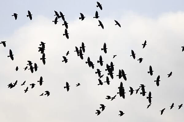 Jackdaw - flock in flight - Cleveland - UK
