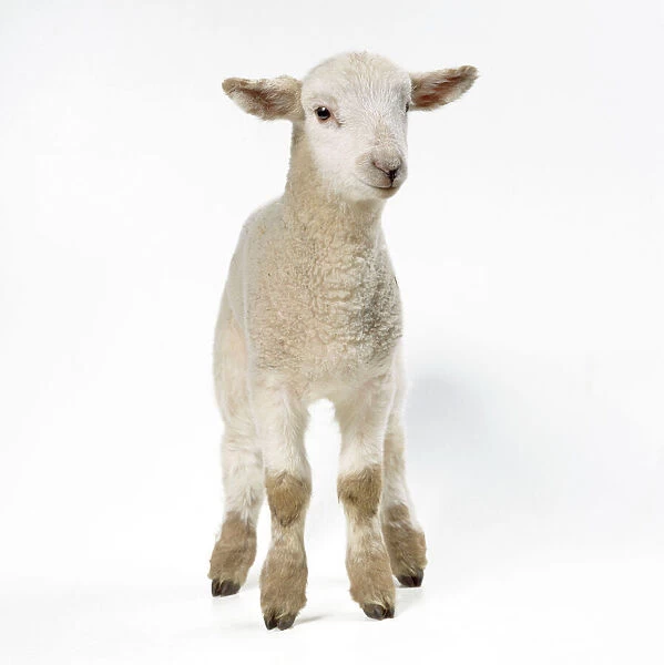 Lamb. JD-18202. Sheep - Lamb in studio. John Daniels