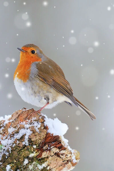 JD-21795-M. BIRD.Robin. Digital Manipulation: falling snow