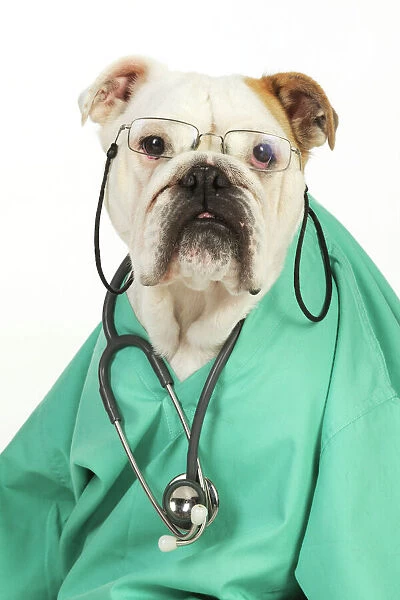 JD-22088 DOG Bulldog in vets scrubs wearing glasses & stethoscope