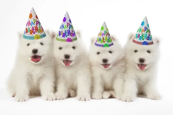 Samoyed Puppies in Party Hats Art Prints, Posters Puzzles
