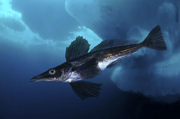 Jonah's icefish, Neopagetopsis ionah, swimming under ice. Unlike other vertebrates, fish of the Antarctic icefish family (Channichthyidae) do not use haemoglobin to transport oxygen around their bodies; instead