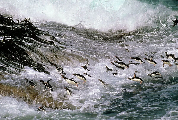 JPF-13010. Rockhopper penguins - surfing in to shore