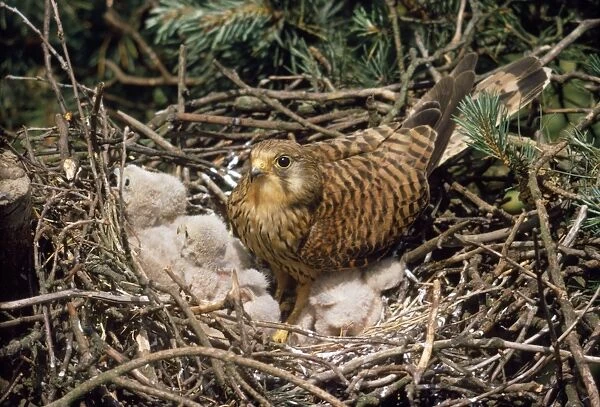 Kestrel - at nest with young
