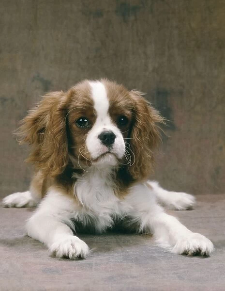 King Charles Cavalier Spaniel Dog