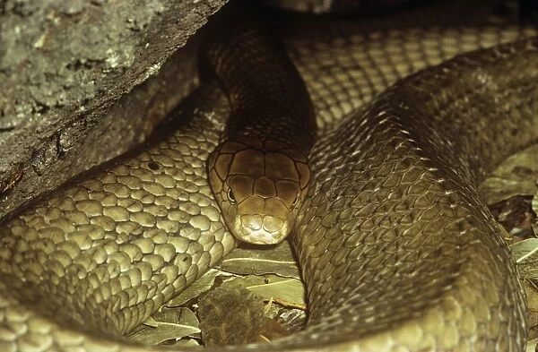 King Cobra Snake - resting - India