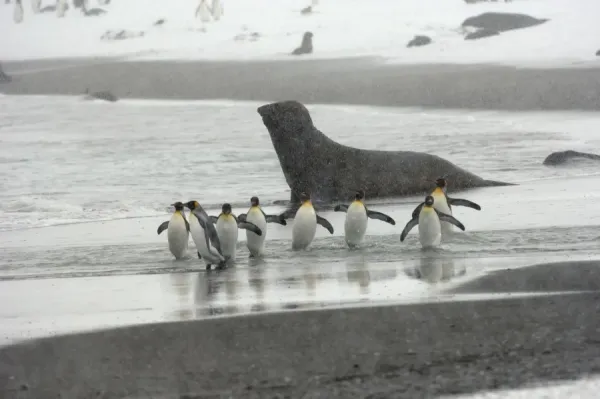 King Penguin in Blizzard, South Georgia, Antarctica Art