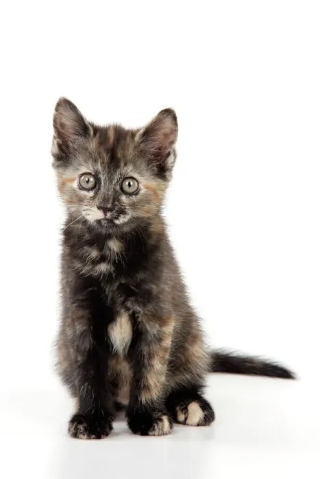 Framed Print of Tortoiseshell Kitten Print (JD-22223) by John