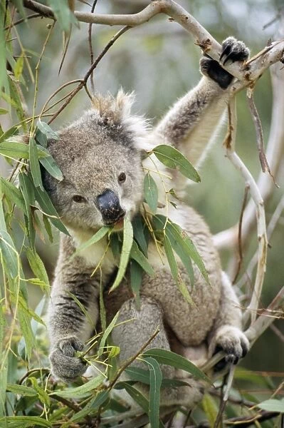 Koala Eating Gum leaves, Australia