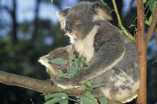 Koala - parent & young