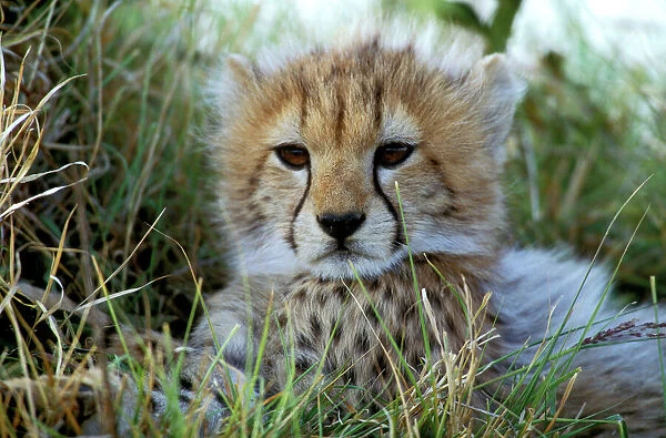 LA-3152. Cheetah - cub. Maasai Mara - Kenya