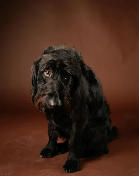 Labradoodle - crossbreed between a Labrador & a Poodle