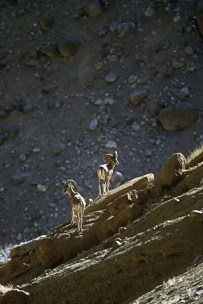 Ladakh Urial Sheep - males
