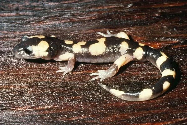 Large-blotched Salamander California, USA