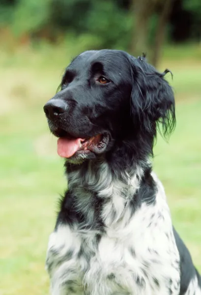 Large Munsterlander Dog