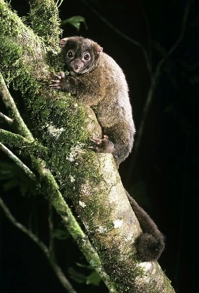 Lemuroid RIngtail Possum - rainforest - Queensland - Australia
