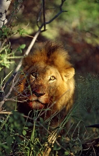 Lion CRH 979 Male, with bloodstained mouth - Okavango Delta, Botswana Panthera leo © Chris Harvey  /  ardea. com