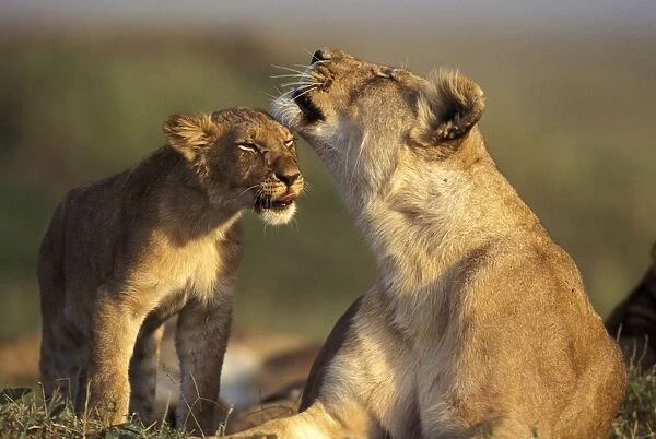 Lion - Female with cub