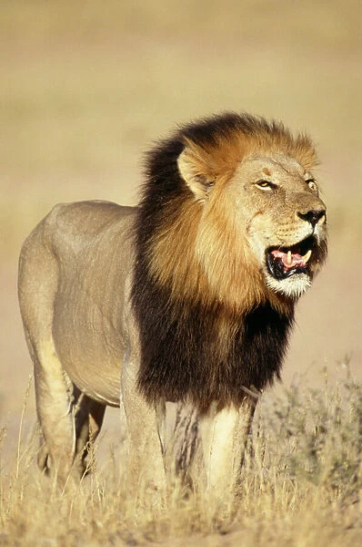 Lion Male standing in grass (Photos Framed, Prints, Puzzles, Posters,  Canvas,...) #1291303