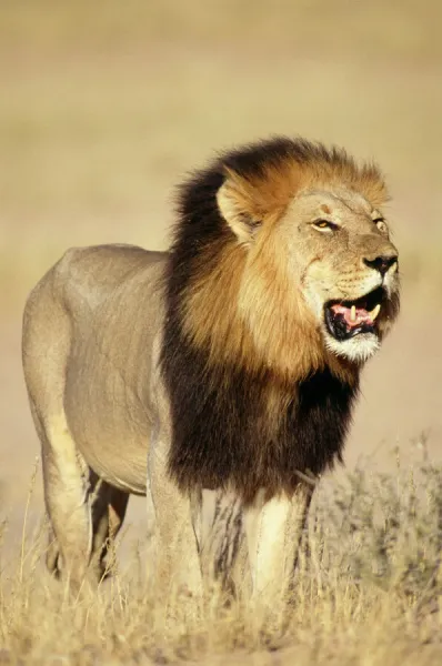 Lion Male standing in grass (Photos Framed, Prints, Puzzles, Posters, Canvas,...) #1291303 Lion Male standing in grass (Photos Framed, Prints, Puzzles, Posters, Canvas,...) #1291303