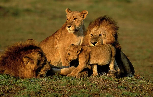 Lion - Pride. LA-954. Lion - Pride. Maasai Mara, Kenya, Africa