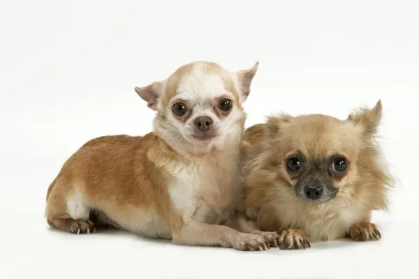 Long-coat and smooth-coat Chihuahua dogs - two puppies