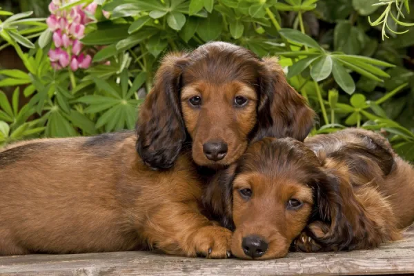 Long-Haired Dachshund  /  Teckel Dog - two puppies. Also known as Doxie  /  Doxies in the US